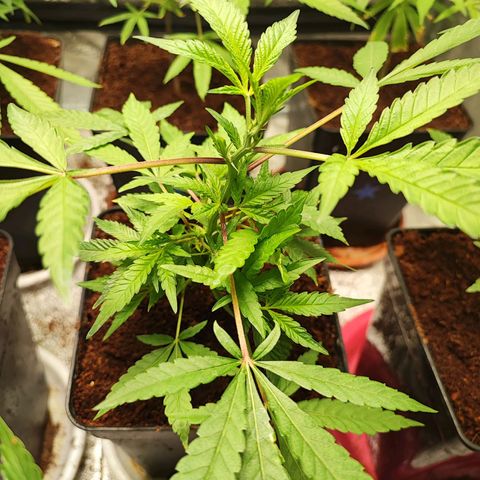 Chiquita banana growlog timeline photo