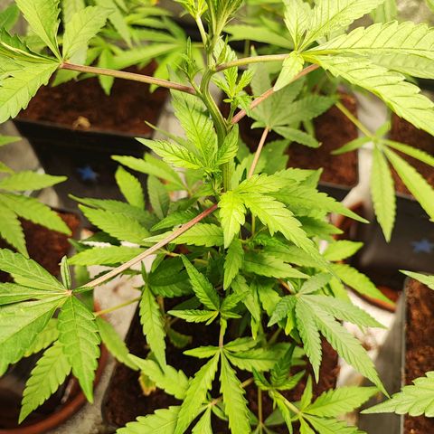 Chiquita banana growlog timeline photo