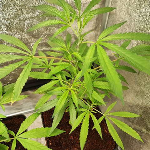 Oreoz growlog timeline photo
