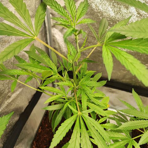 Oreoz growlog timeline photo