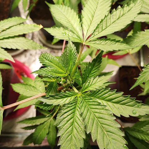 Permanent marker growlog timeline photo