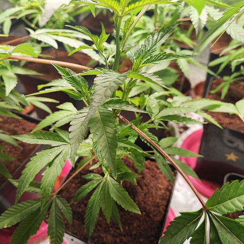 Permanent marker growlog timeline photo