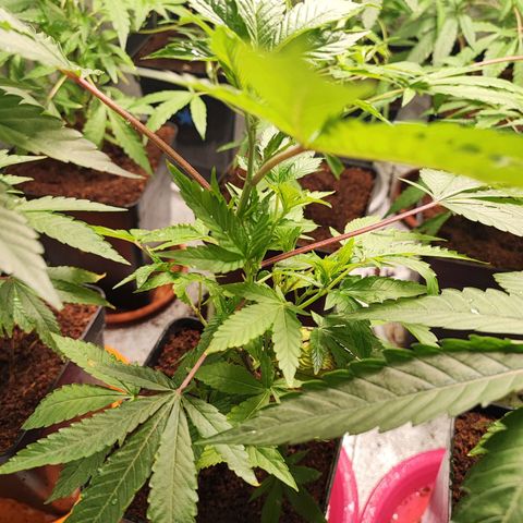 Permanent marker growlog timeline photo