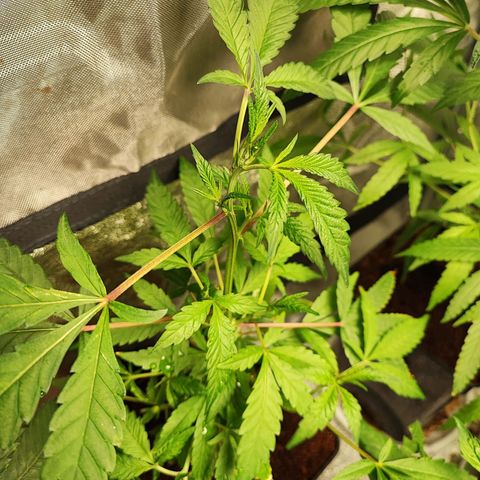 Chiquita banana growlog timeline photo