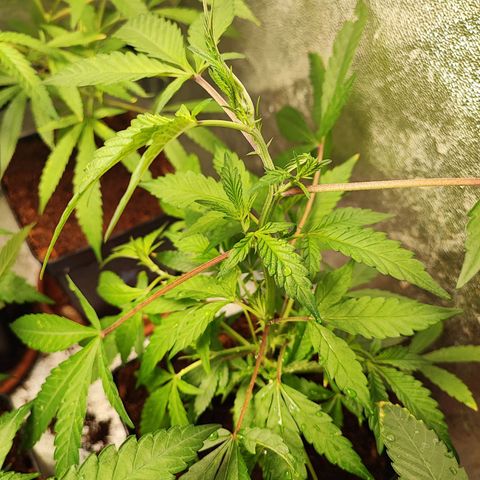 Chiquita banana growlog timeline photo