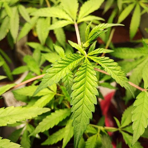 Chiquita banana growlog timeline photo