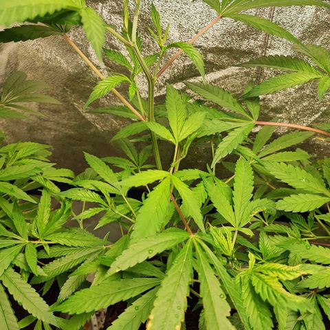 Oreoz growlog timeline photo
