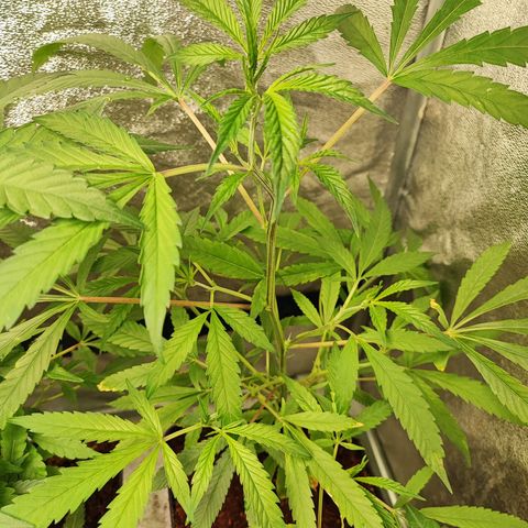 Oreoz growlog timeline photo