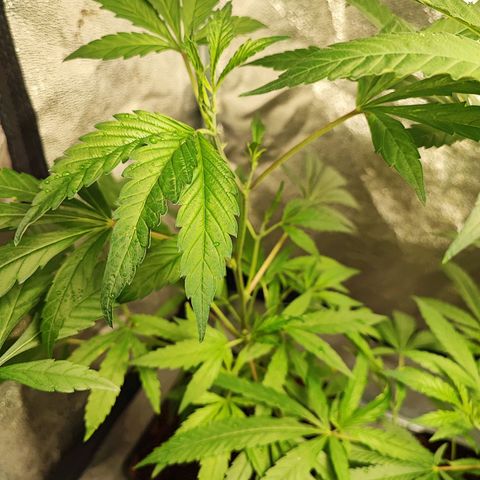 Oreoz growlog timeline photo