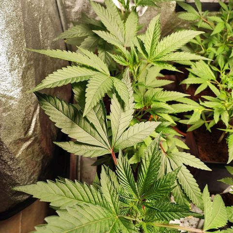 Permanent marker growlog timeline photo