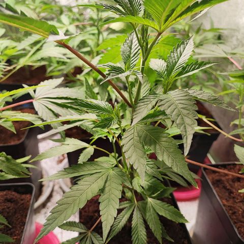 Permanent marker growlog timeline photo