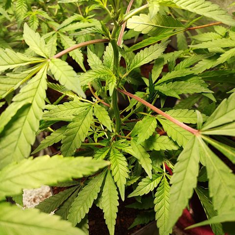 Chiquita banana growlog timeline photo