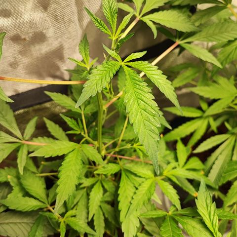 Chiquita banana growlog timeline photo