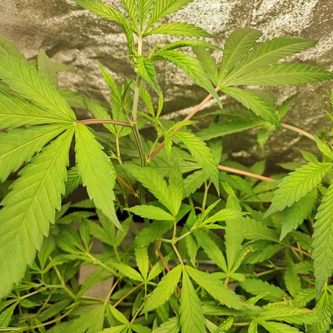 Oreoz growlog timeline photo
