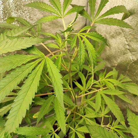 Oreoz growlog timeline photo