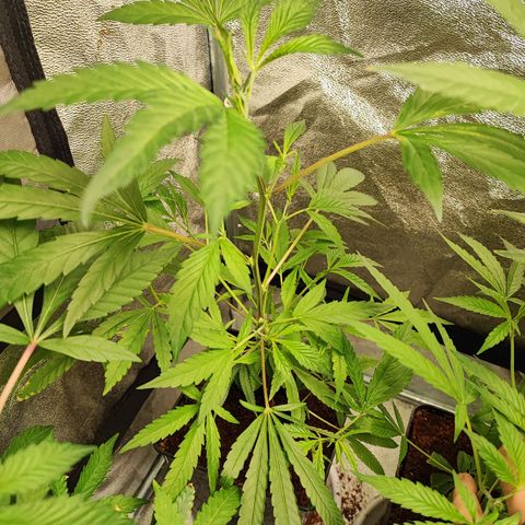 Oreoz growlog timeline photo