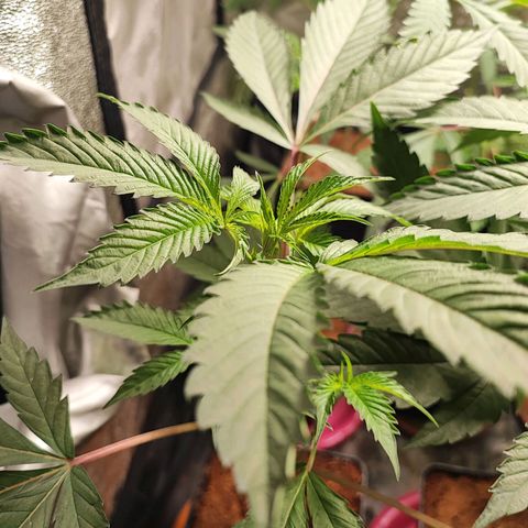 Permanent marker growlog timeline photo