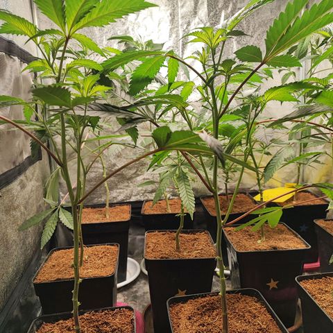 Permanent marker growlog timeline photo