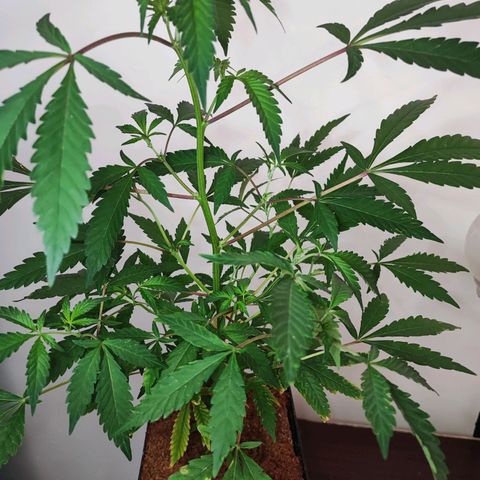 Chiquita banana growlog timeline photo