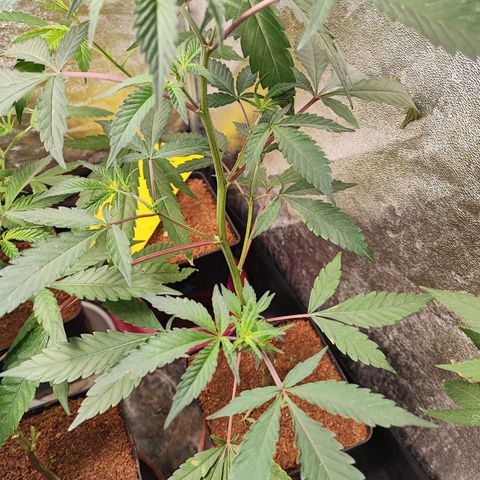 Chiquita banana growlog timeline photo