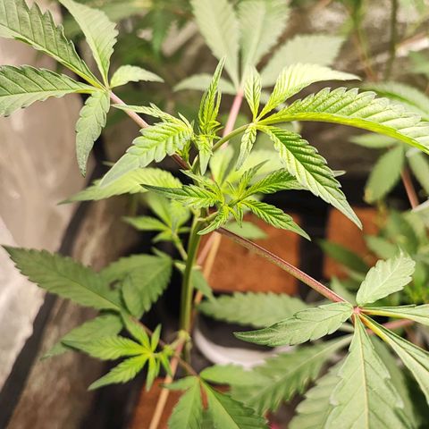 Chiquita banana growlog timeline photo