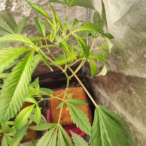 Oreoz growlog timeline photo