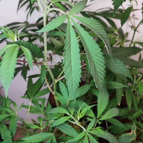 Oreoz growlog timeline photo