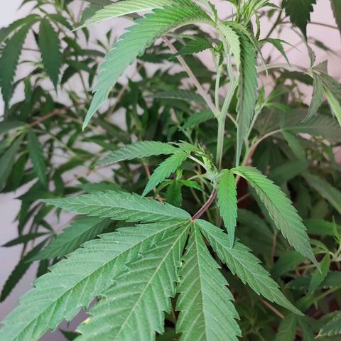 Oreoz growlog timeline photo