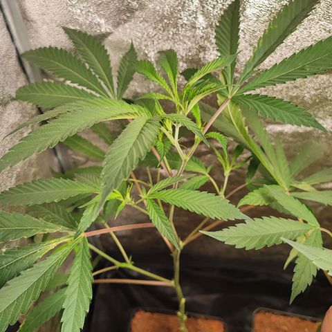 Oreoz growlog timeline photo
