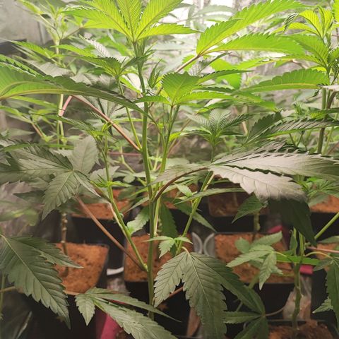 Permanent marker growlog timeline photo