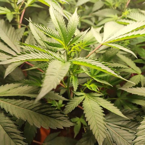 Permanent marker growlog timeline photo