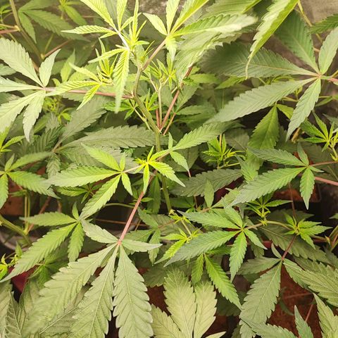 Chiquita banana growlog timeline photo