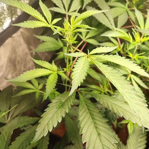 Chiquita banana growlog timeline photo