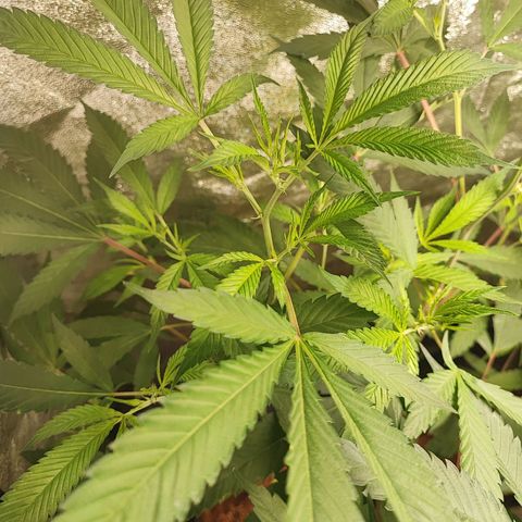 Oreoz growlog timeline photo