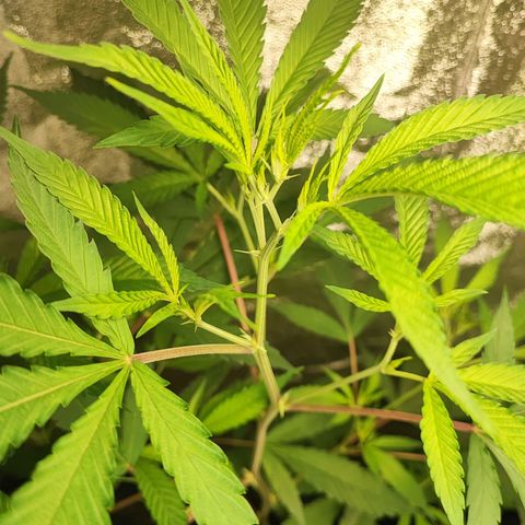Oreoz growlog timeline photo