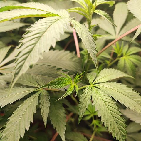 Permanent marker growlog photo: 55cm