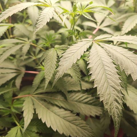 Permanent marker growlog photo: 55cm