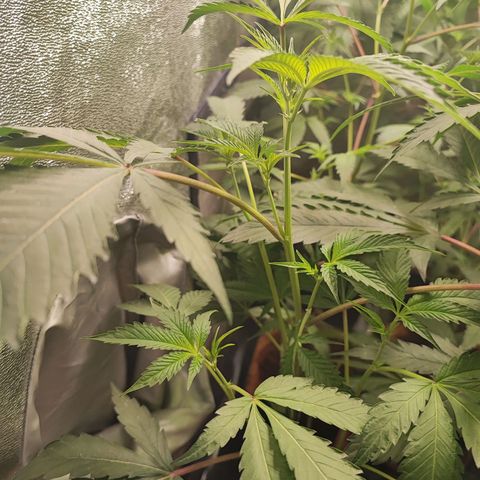 Permanent marker growlog photo: 55cm