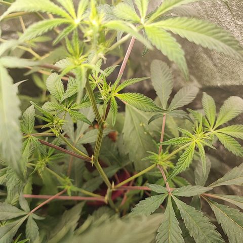 Chiquita banana growlog photo: 50cm