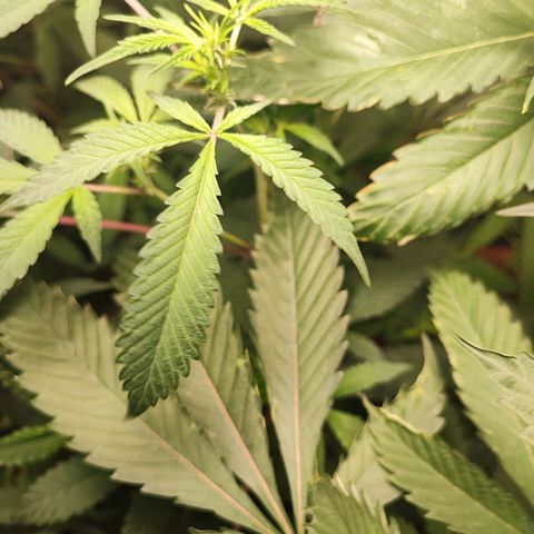 Chiquita banana growlog photo: 50cm