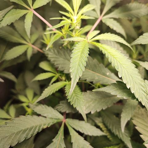 Chiquita banana growlog photo: 50cm