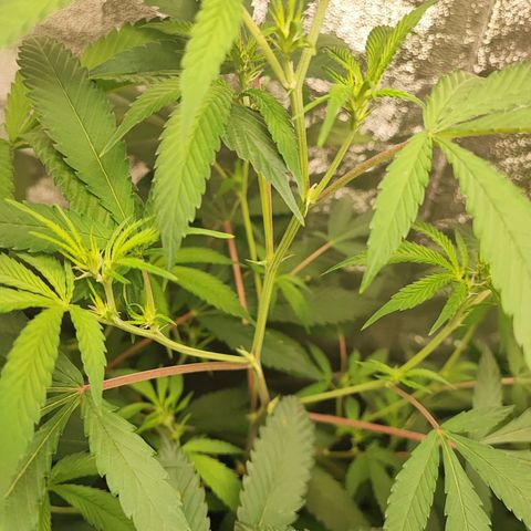 Oreoz growlog timeline photo