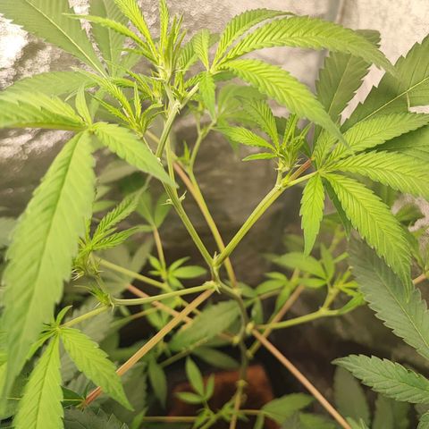 Oreoz growlog timeline photo