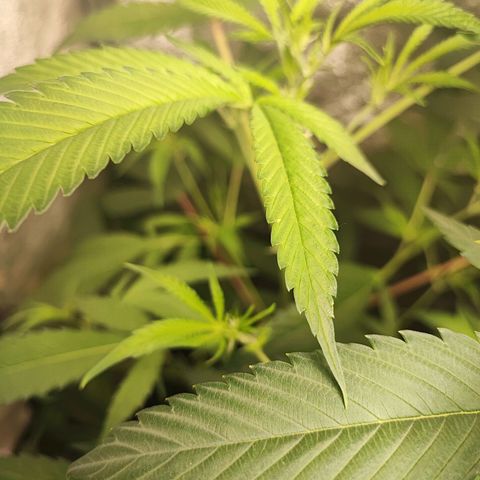 Oreoz growlog timeline photo