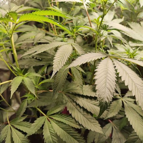 Permanent marker growlog timeline photo