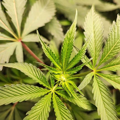 Permanent marker growlog timeline photo