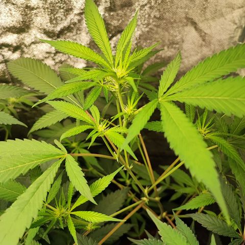 Oreoz growlog timeline photo