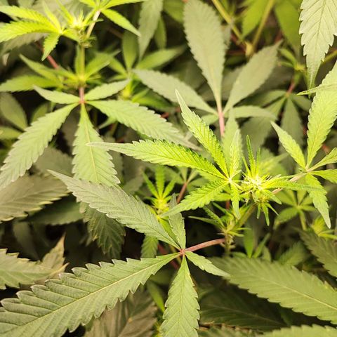 Chiquita banana growlog timeline photo