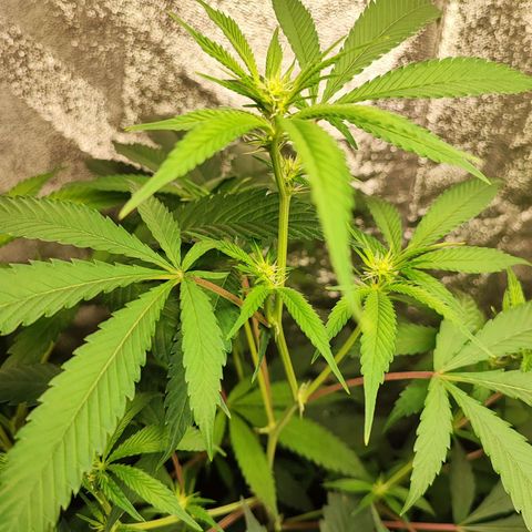 Oreoz growlog timeline photo