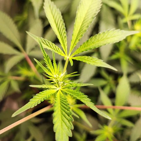 Chiquita banana growlog timeline photo